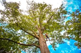 Leaf Removal in Luxora, AR