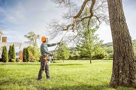 How Our Tree Care Process Works  in  Luxora, AR