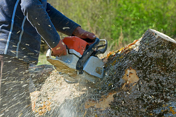 Best Tree Disease Treatment  in Luxora, AR