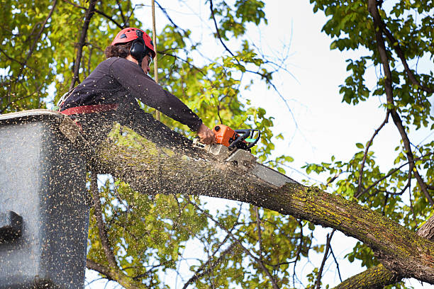 Best Tree Cabling and Bracing  in Luxora, AR